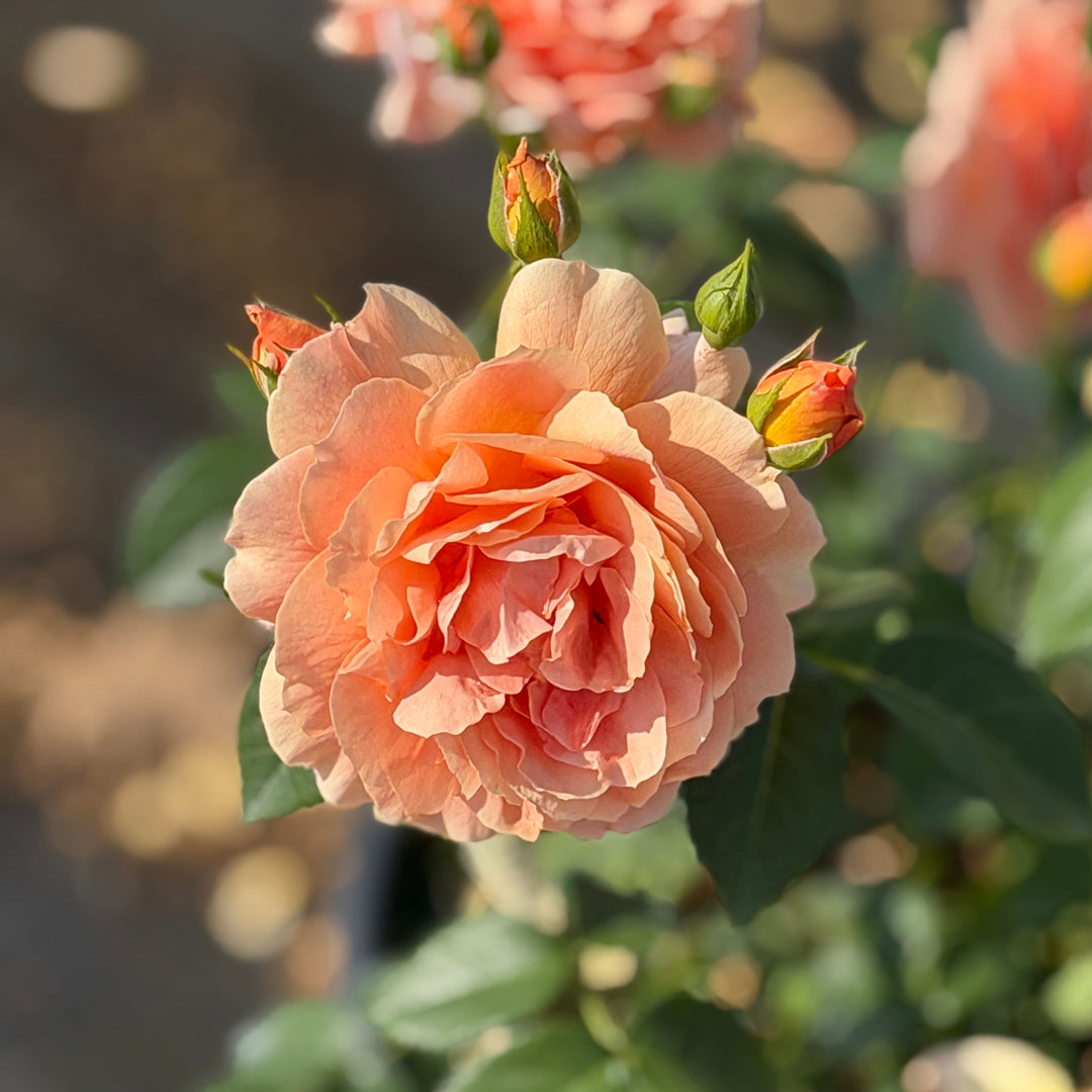 At Last Rose |Spotswood Greenery