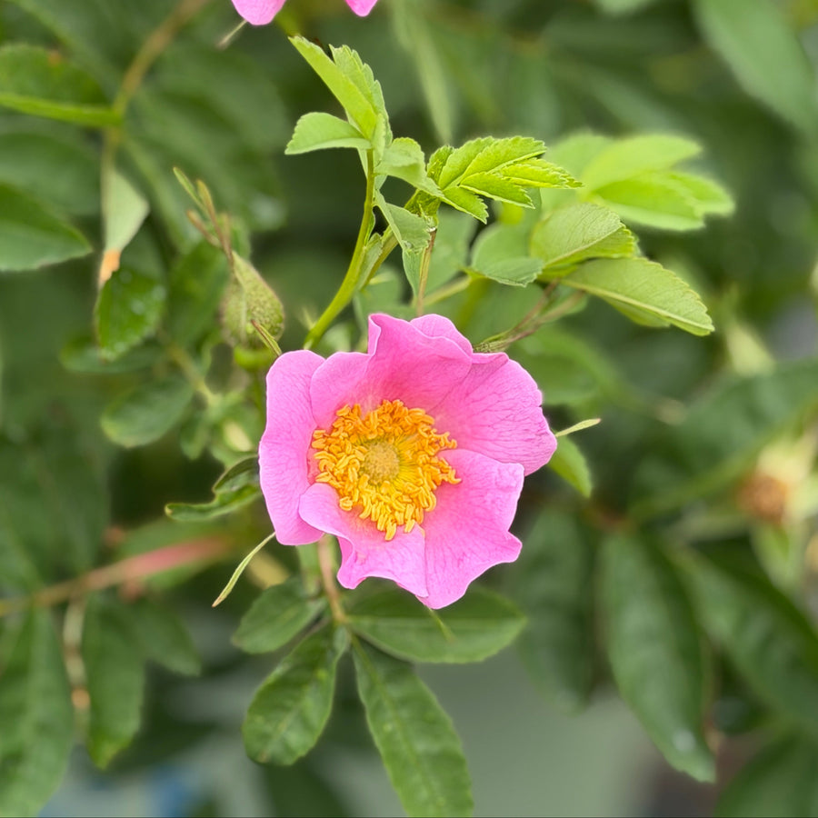 Carolina rose close up |Spotswood Greenery