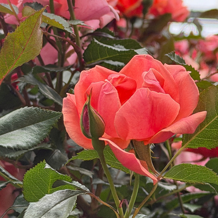 close up of coral rose blooms |Spotswood Greenery