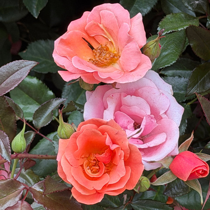 close up of coral rose blooms |Spotswood Greenery