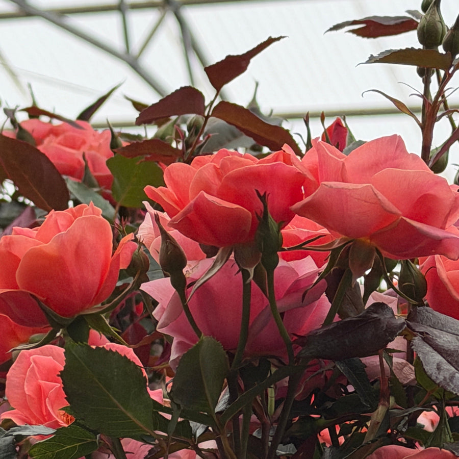 close up of coral rose blooms |Spotswood Greenery