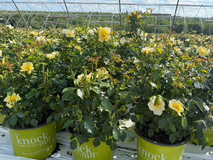 Easy Beezy knock out rose |Spotswood Greenery