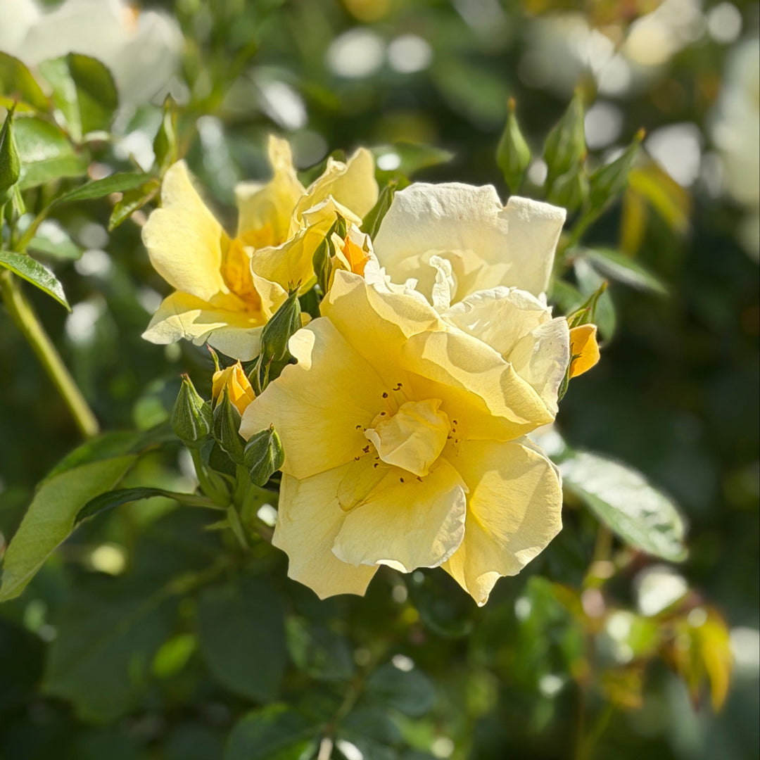 Easy Beezy knock out rose |Spotswood Greenery