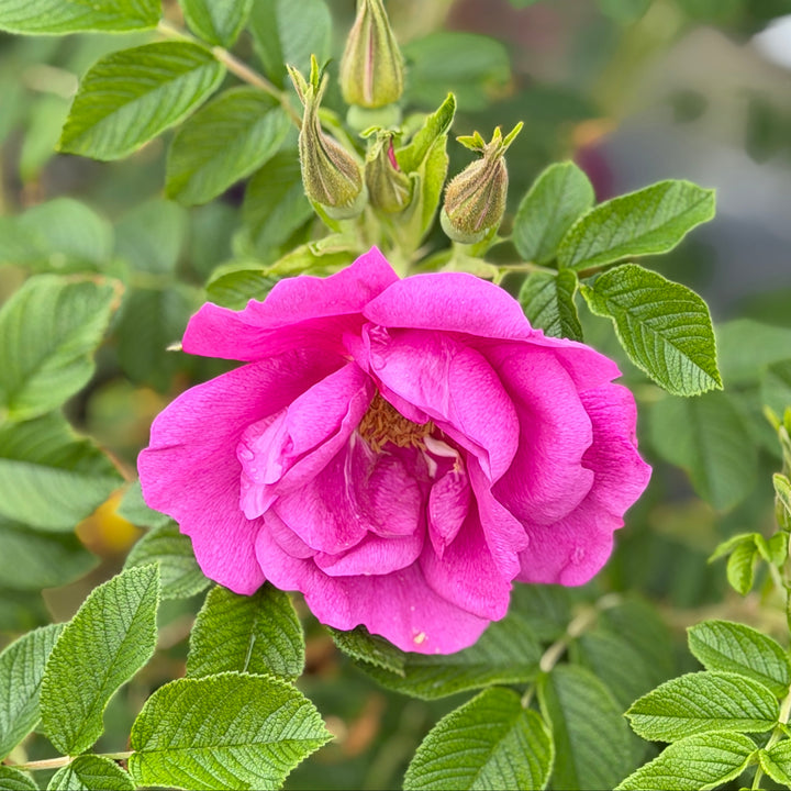 Lottys Love rugosa hybrid rose in bloom |Spotswood Greenery