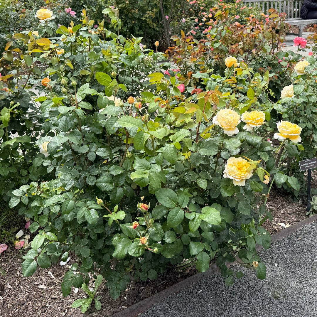 close up of yellow rose in bloom |Spotswood Greenery