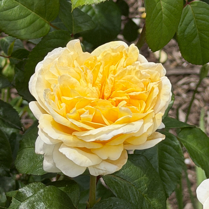 close up of yellow rose in bloom |Spotswood Greenery