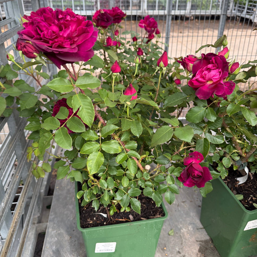 David Austin® Munstead Wood® English  Rose in container | Spotswood Greenery