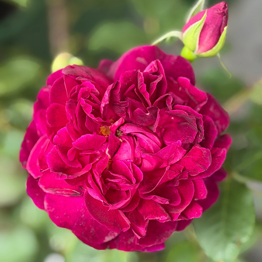 David Austin® Munstead Wood® English  Rose | Spotswood Greenery