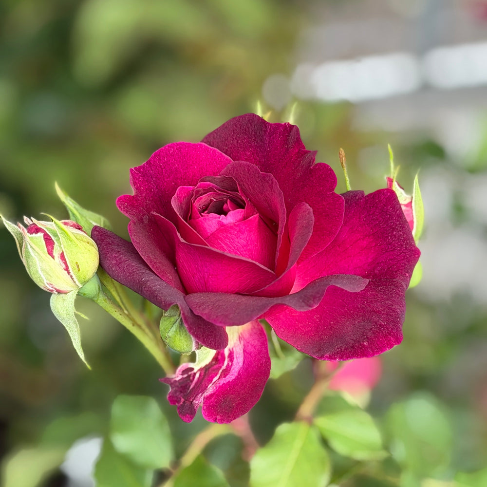 David Austin® Munstead Wood® English  Rose | Spotswood Greenery