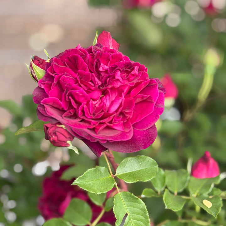 David Austin® Munstead Wood® English  Rose | Spotswood Greenery