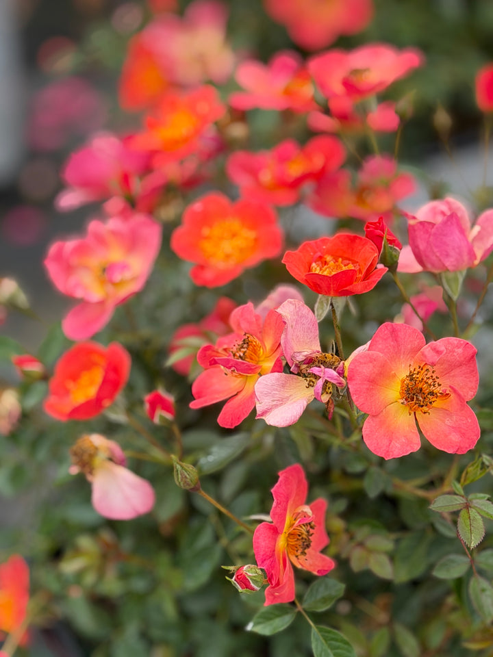 Oso Easy Hot Paprika® Landscape Rose