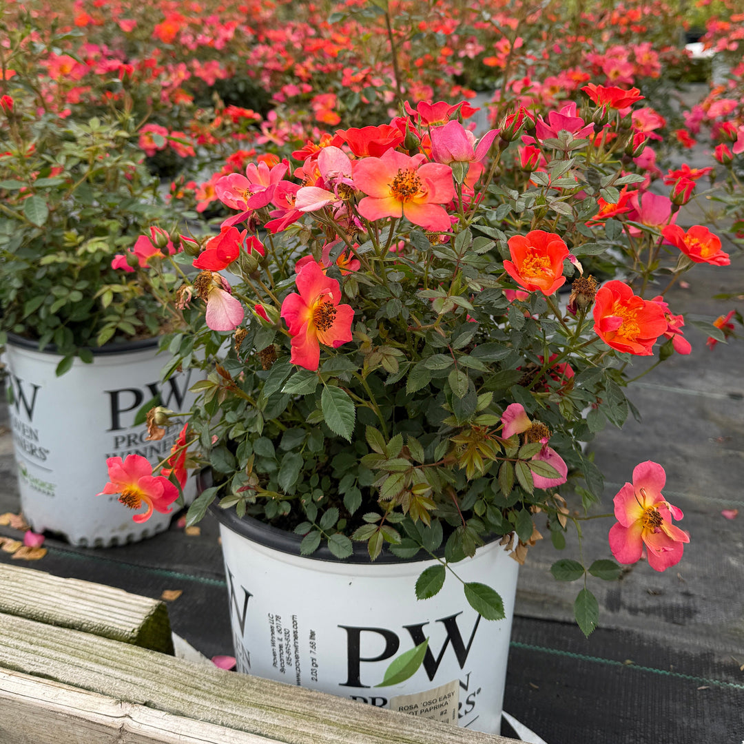 Hot Paprika rose |Spotswood Greenery