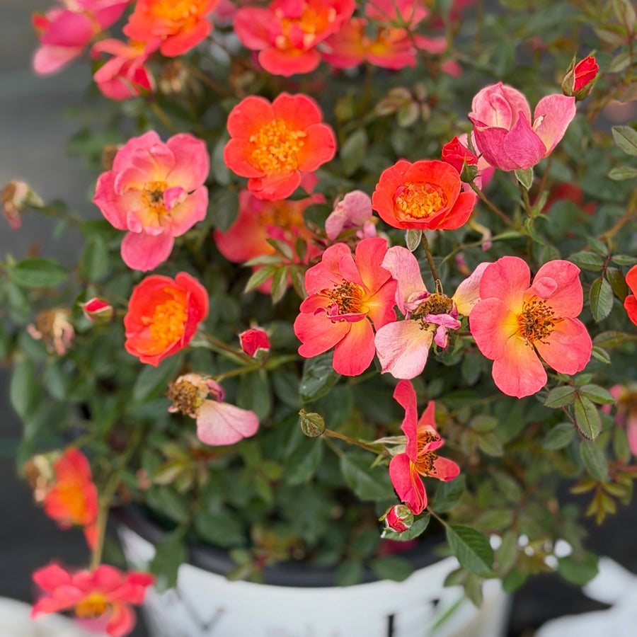 Hot Paprika rose |Spotswood Greenery