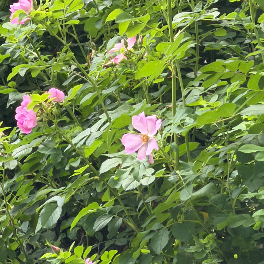 swamp rose in the wild |Spotswood Greenery