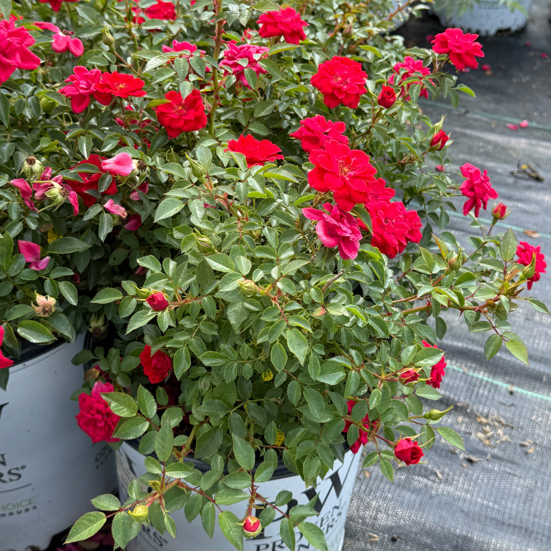 Oso Easy® Pathfinder™ Red Landscape Rose