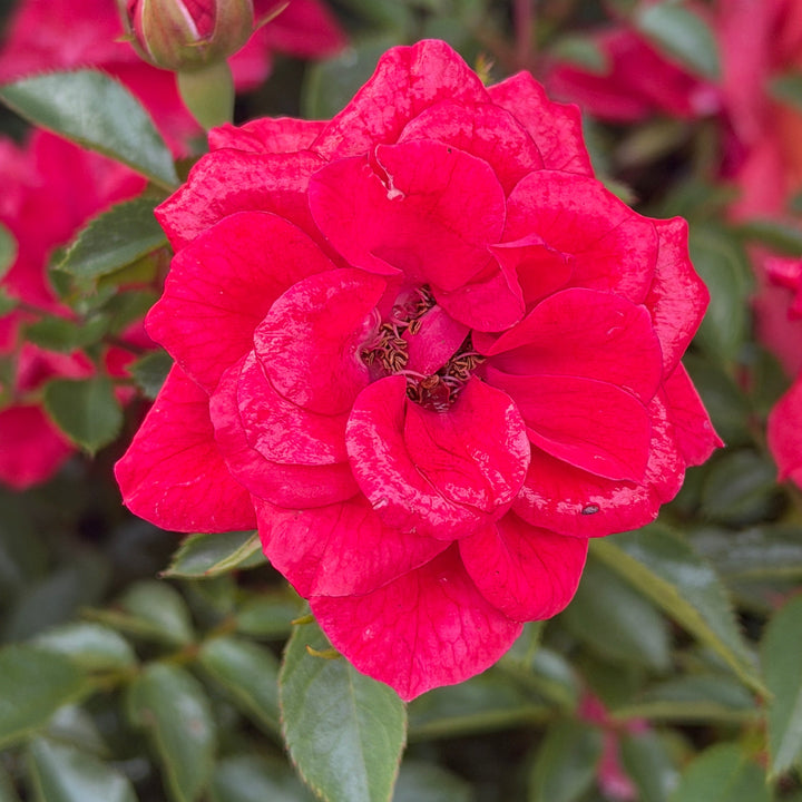 OSO easy PATHFINDER ROSE |Spotswood Greenery