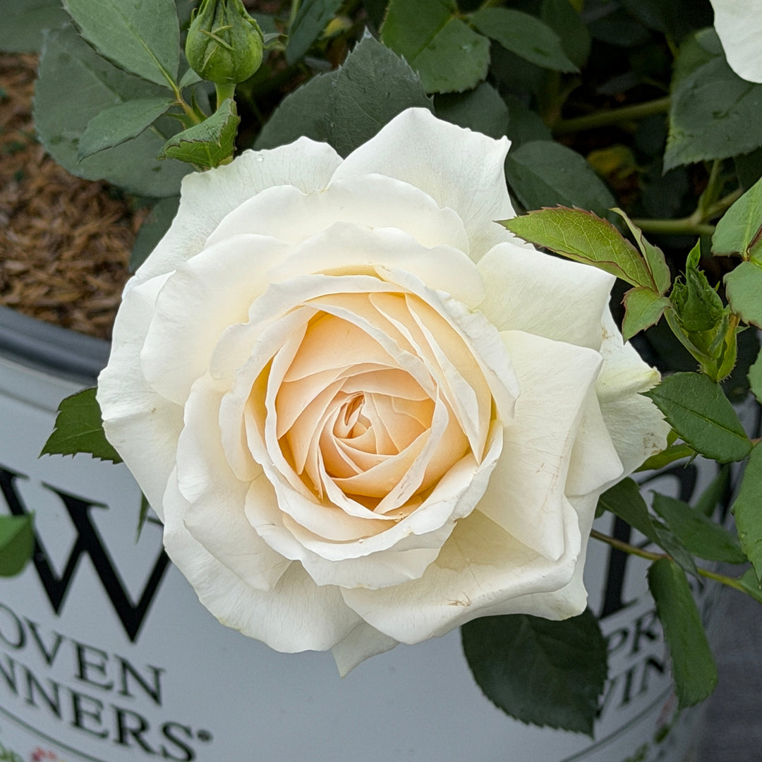 Reminiscent® Crema Rose |Spotswood Greenery