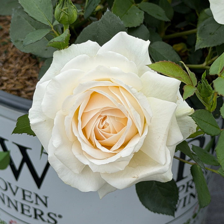 Reminiscent® Crema Rose |Spotswood Greenery
