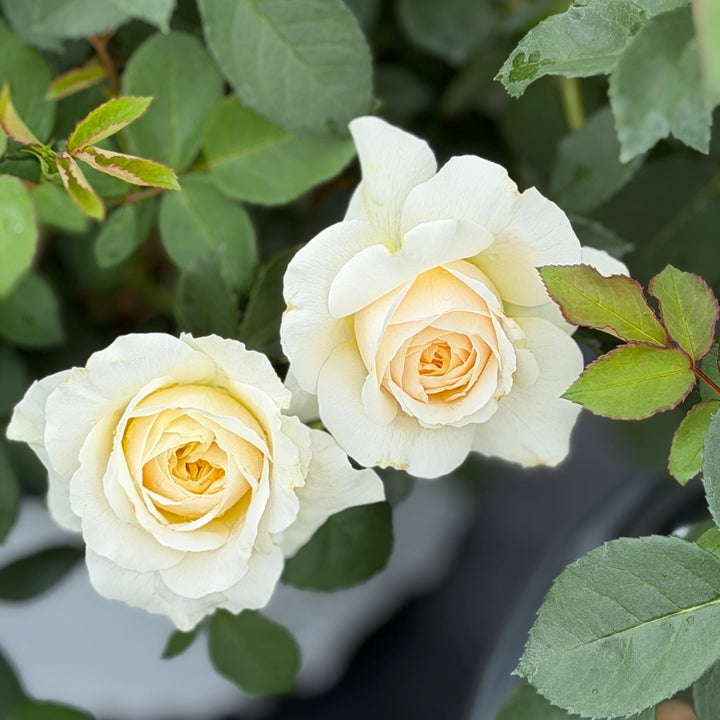 Reminiscent® Crema Rose |Spotswood Greenery