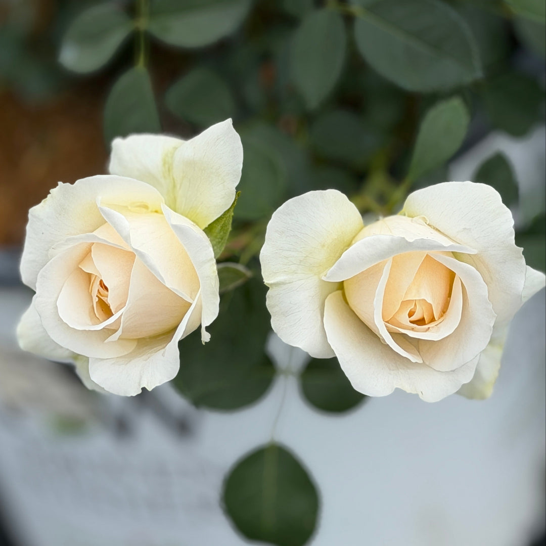 Reminiscent® Crema Rose |Spotswood Greenery