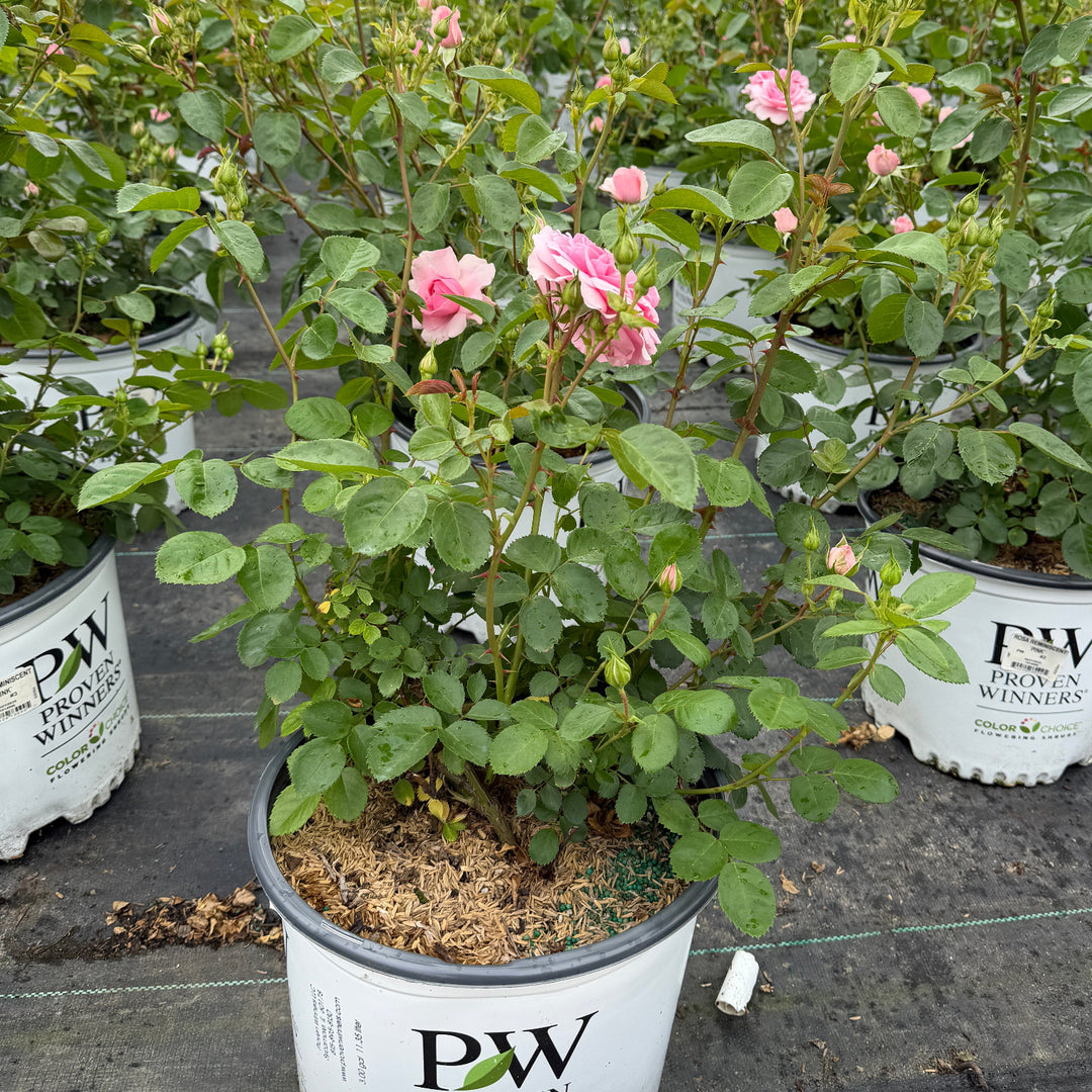 Reminiscent® Pink Rose |Spotswood Greenery
