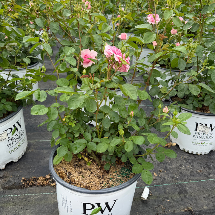 Reminiscent® Pink Rose |Spotswood Greenery