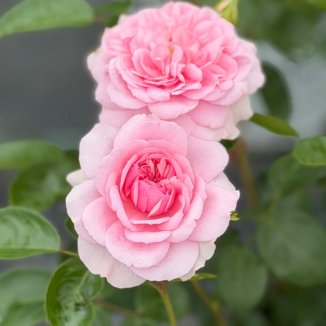 Reminiscent® Pink Rose |Spotswood Greenery