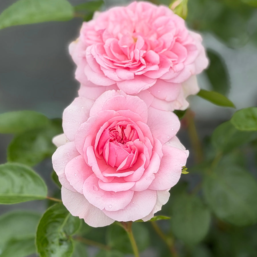 Reminiscent® Pink Rose |Spotswood Greenery