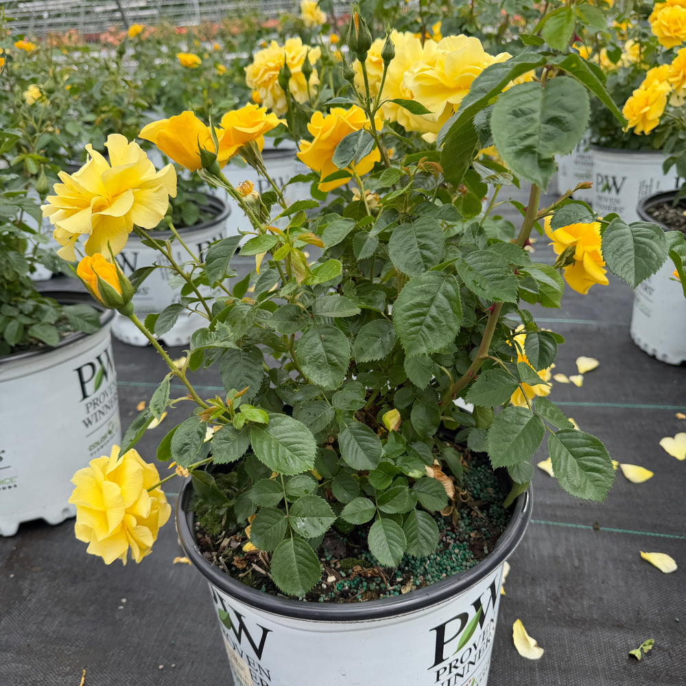 reminiscent yellow rose flower |Spotswood Greenery
