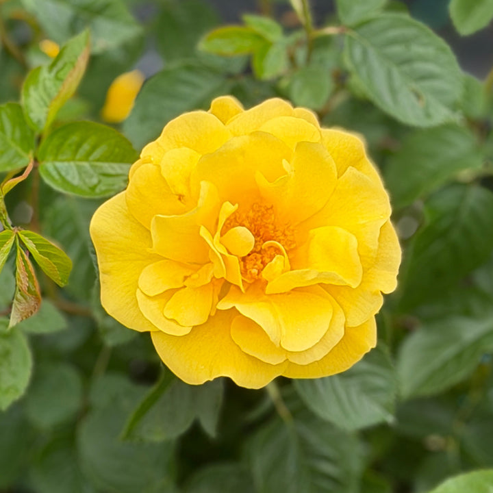 reminiscent yellow rose flower |Spotswood Greenery