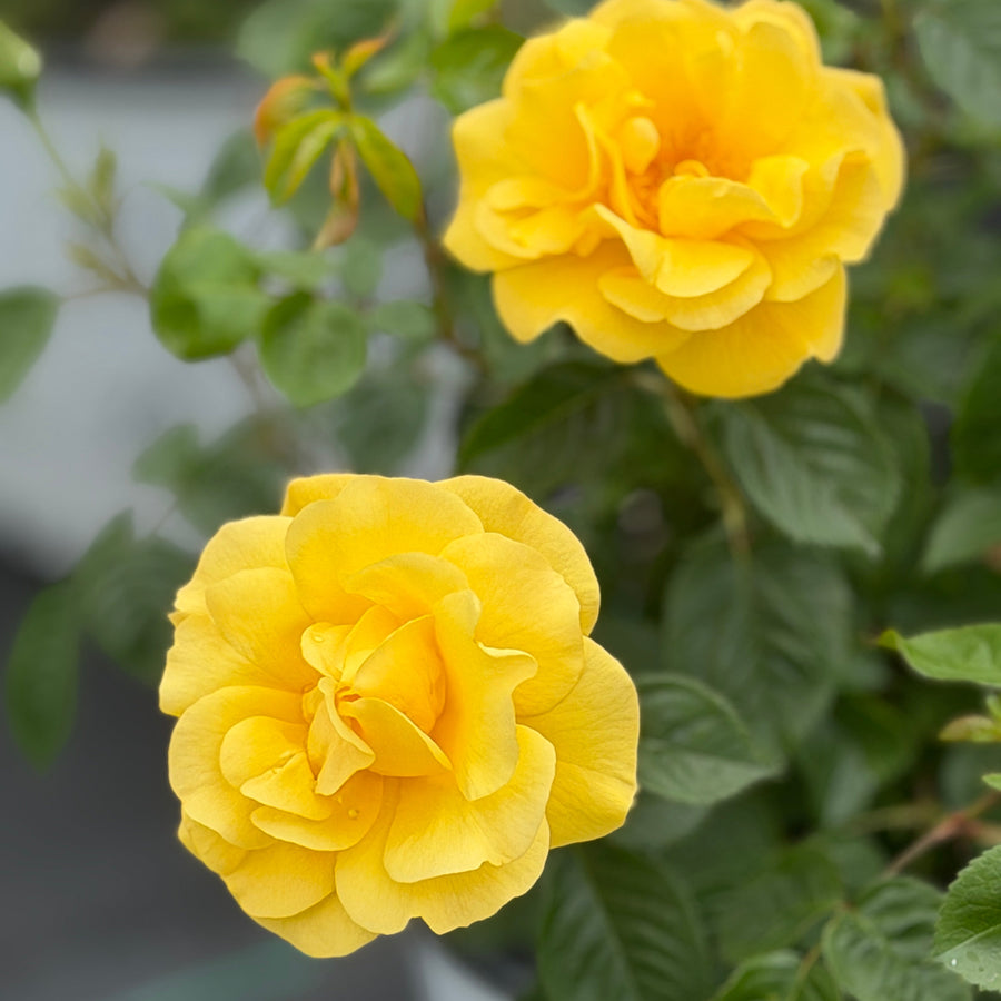 reminiscent yellow rose flower |Spotswood Greenery