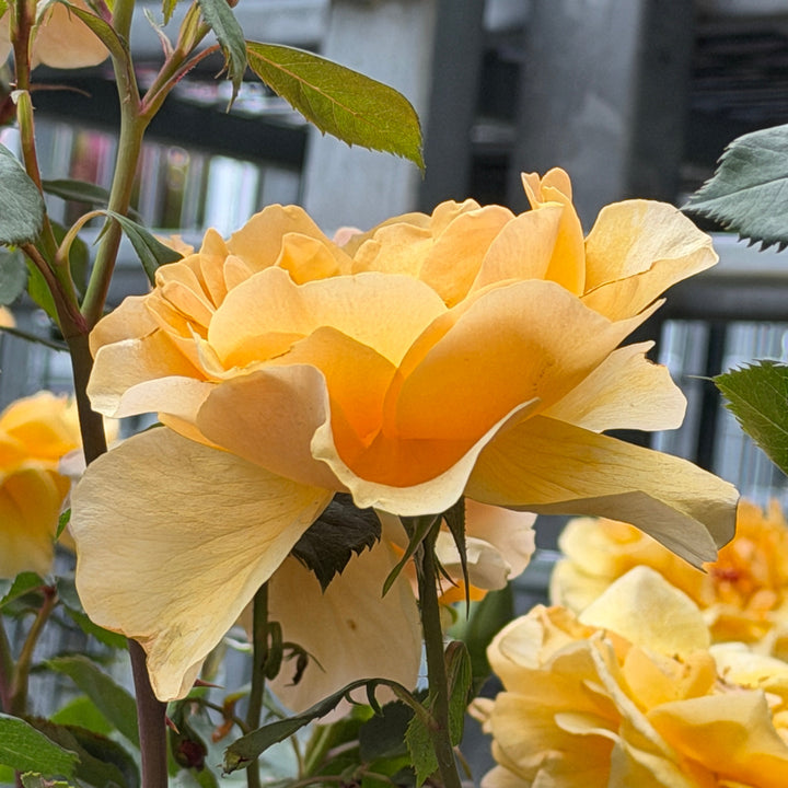 Rise Up Amberness rose |Spotswood Greenery