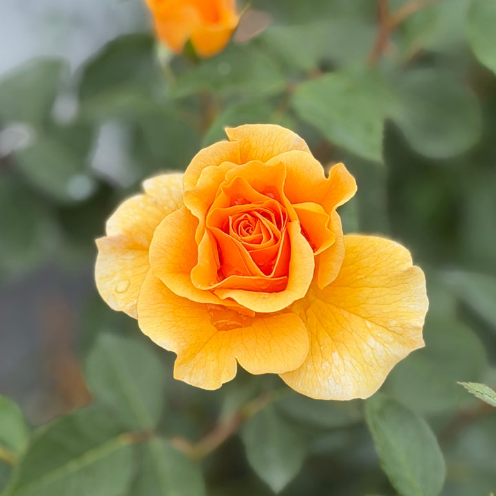 Rise Up Amberness rose |Spotswood Greenery