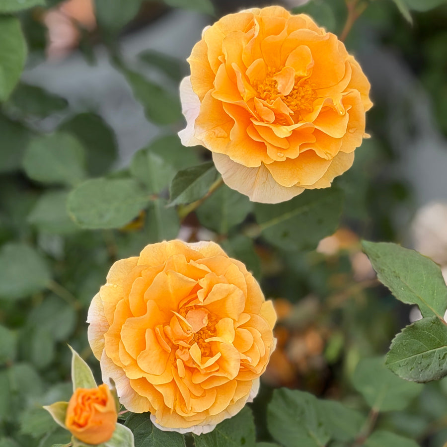 Rise Up Amberness rose |Spotswood Greenery