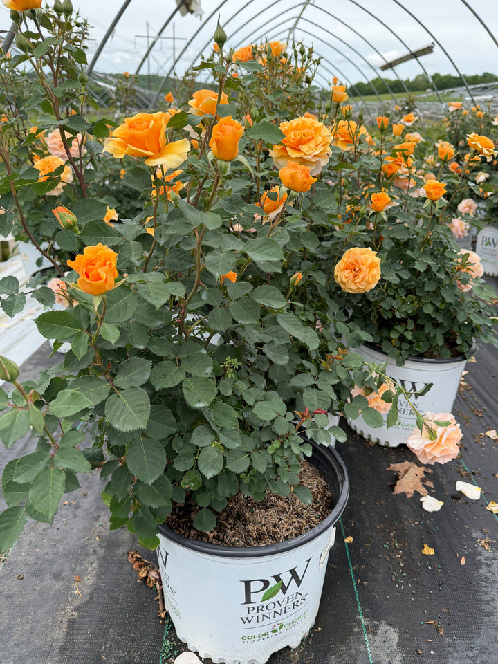 Rise Up Amberness rose |Spotswood Greenery