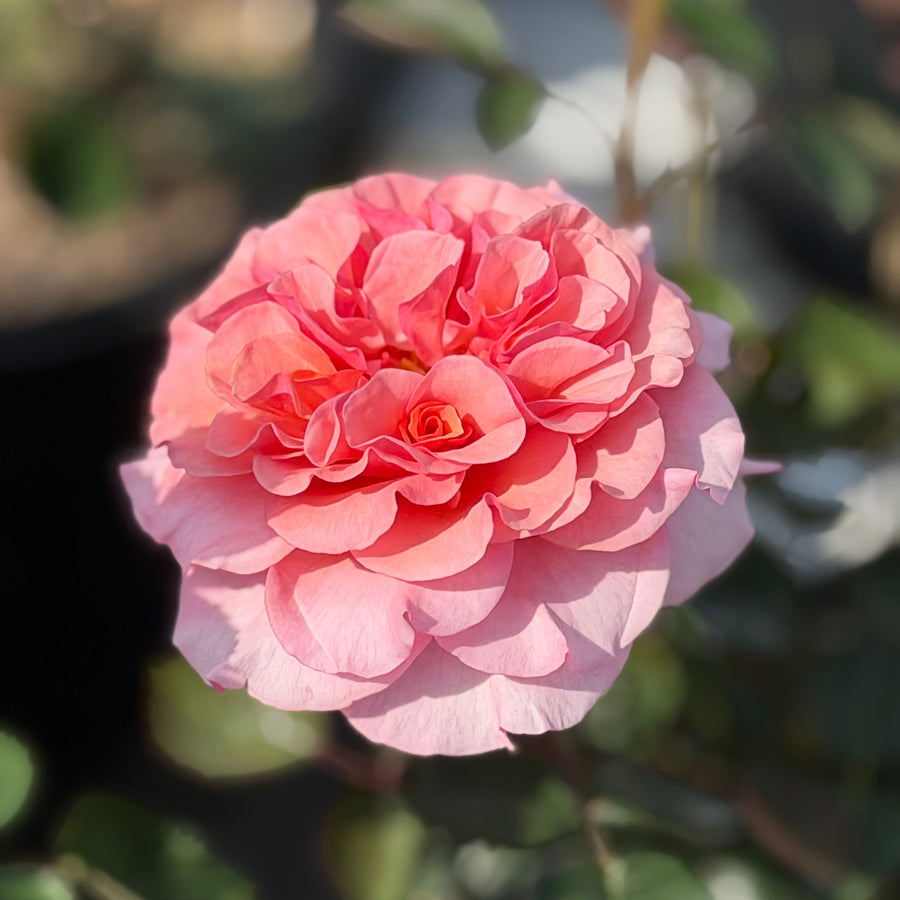 A close-up of a blooming pink rose with layered petals, surrounded by green leaves and a softly blurred natural background. |Spotswood Greenery