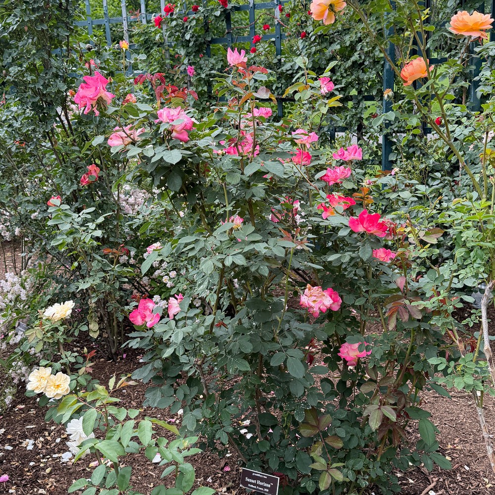 sunset horizon rose in bloom |Spotswood Greenery