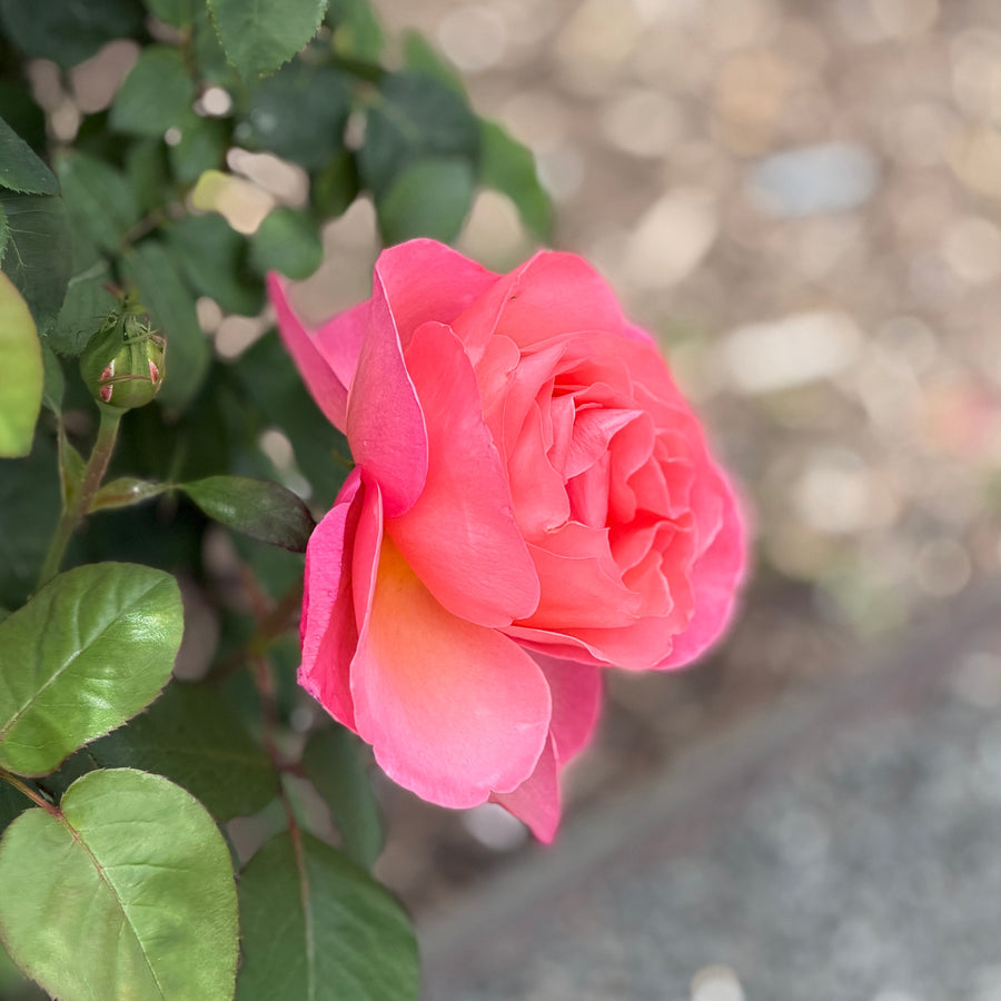 pink rose closeup |Spotswood Greenery