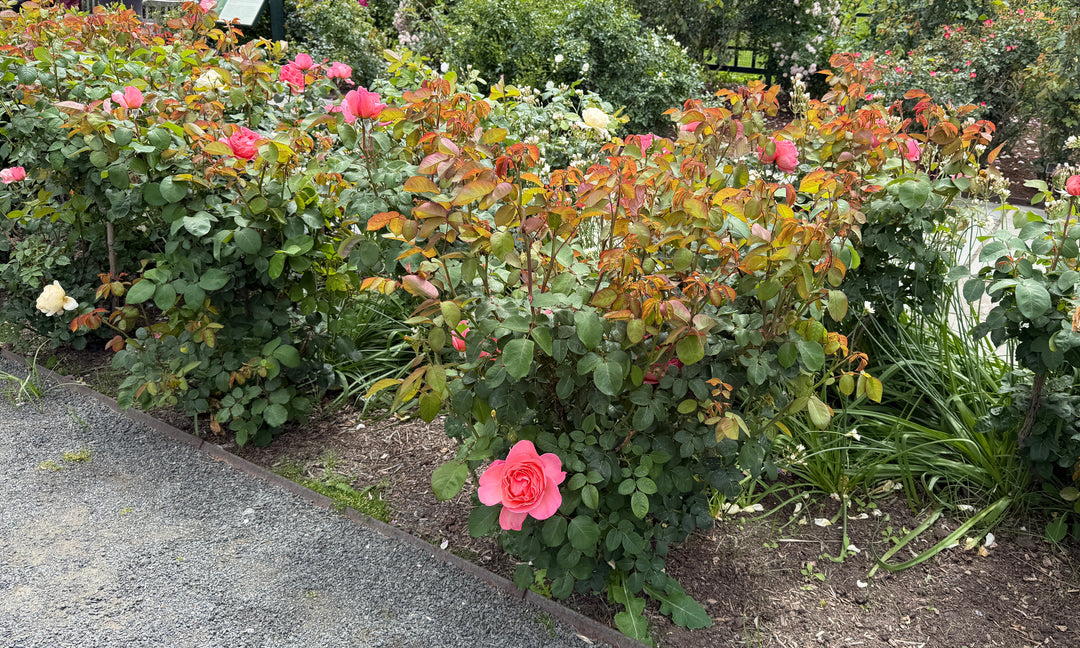 pink rose closeup |Spotswood Greenery