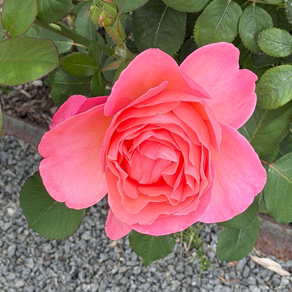 pink rose closeup |Spotswood Greenery