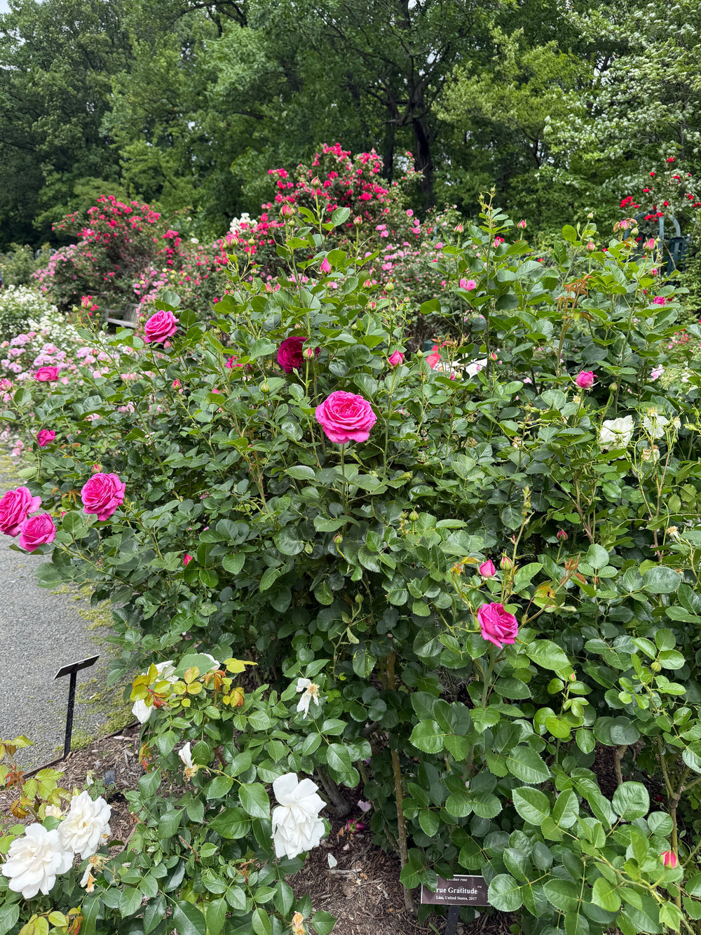 True Gratitude climbing rose in bloom |Spotswood Greenery