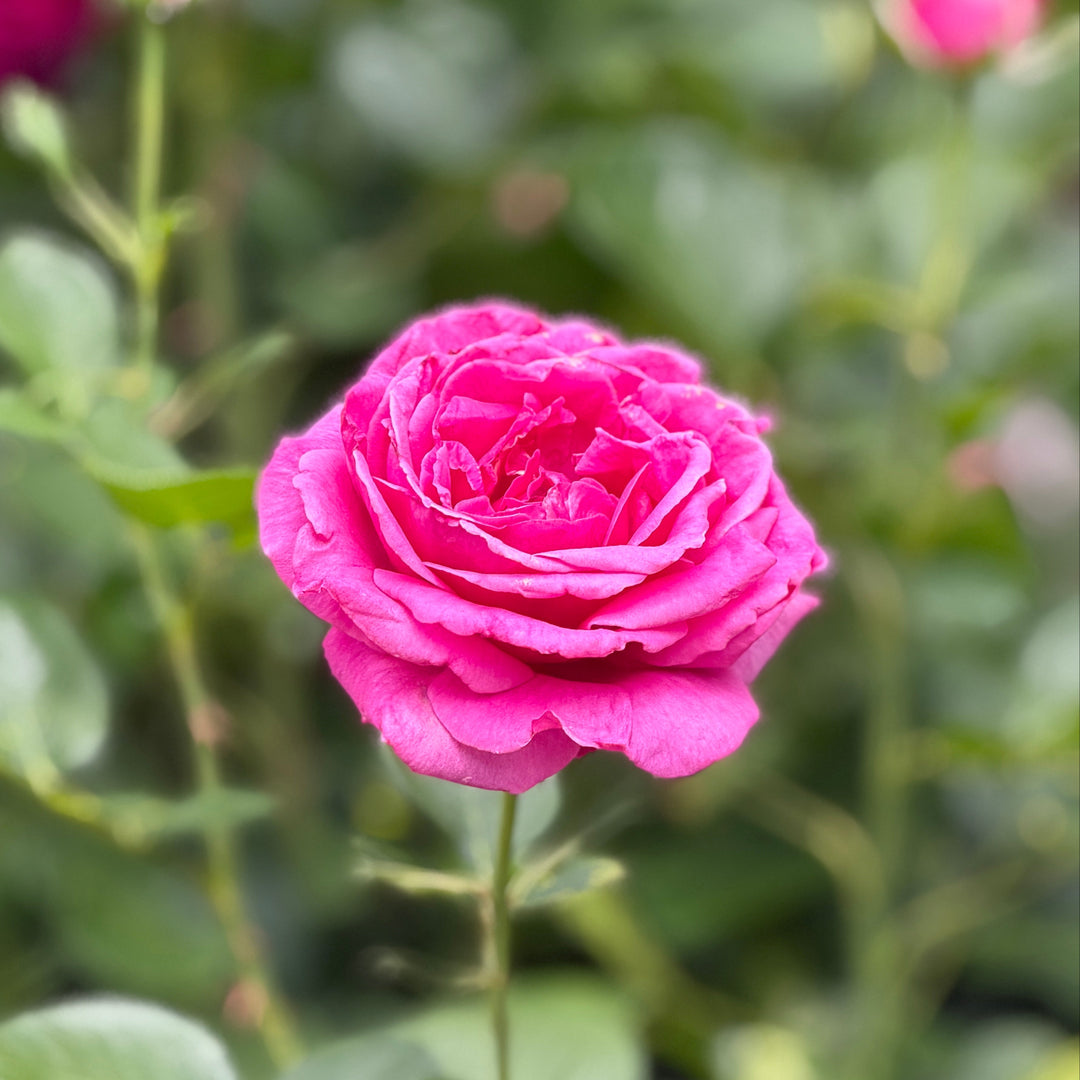 True Gratitude pink rose close up |Spotswood Greenery