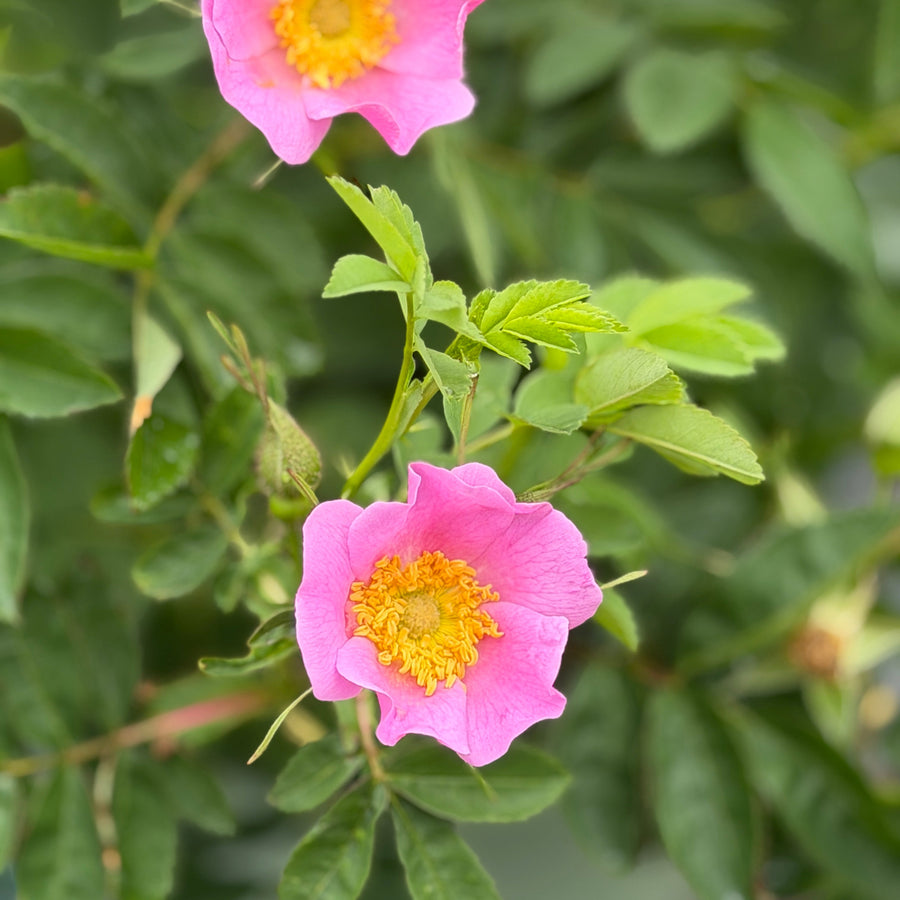 Rosa Virginiana |Spotswood Greenery