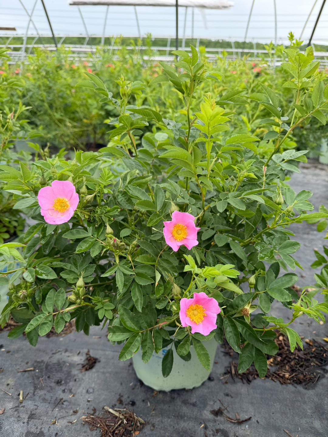 Rosa Virginiana |Spotswood Greenery