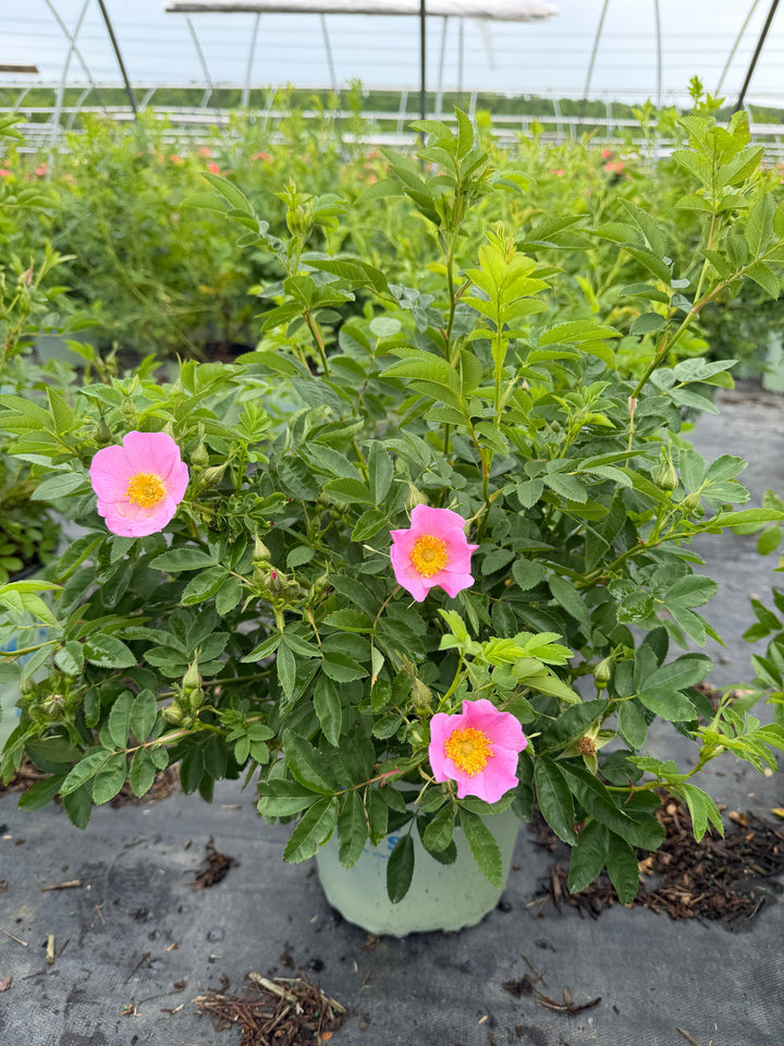 Rosa Virginiana |Spotswood Greenery