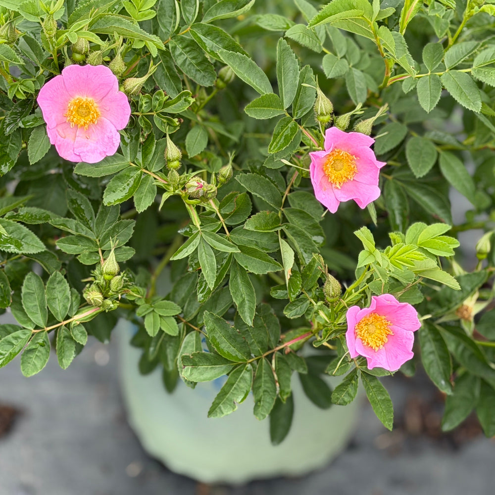 Rosa Virginiana |Spotswood Greenery