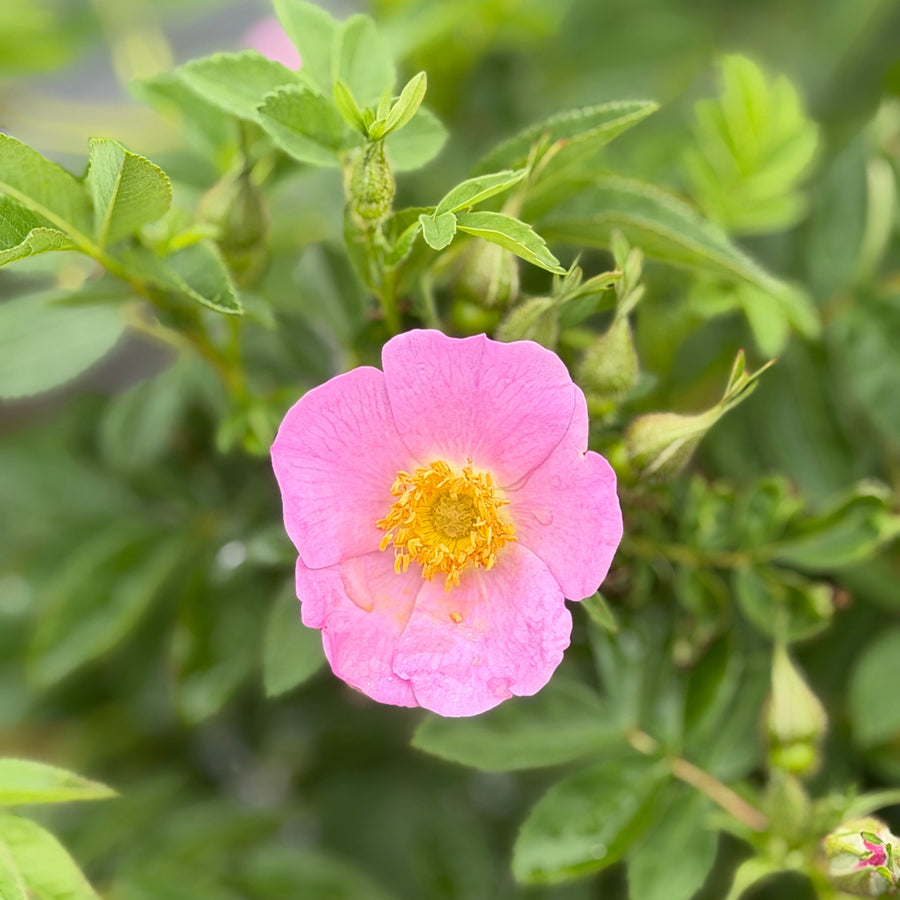 Rosa Virginiana |Spotswood Greenery