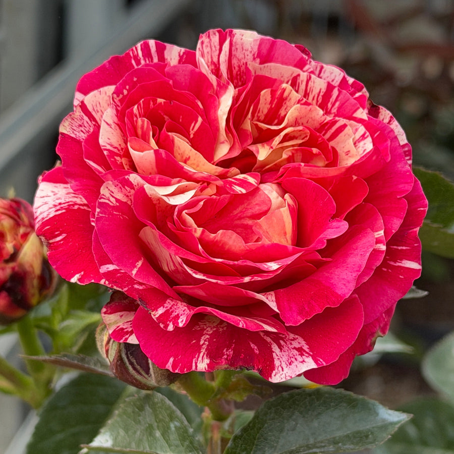 striped rose bloom close up