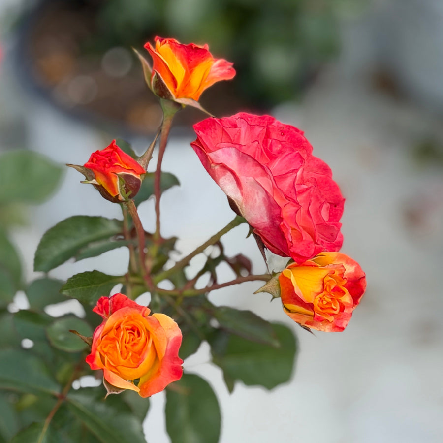 Oso Easy En Fuego Rose|Spotswood Greenery
