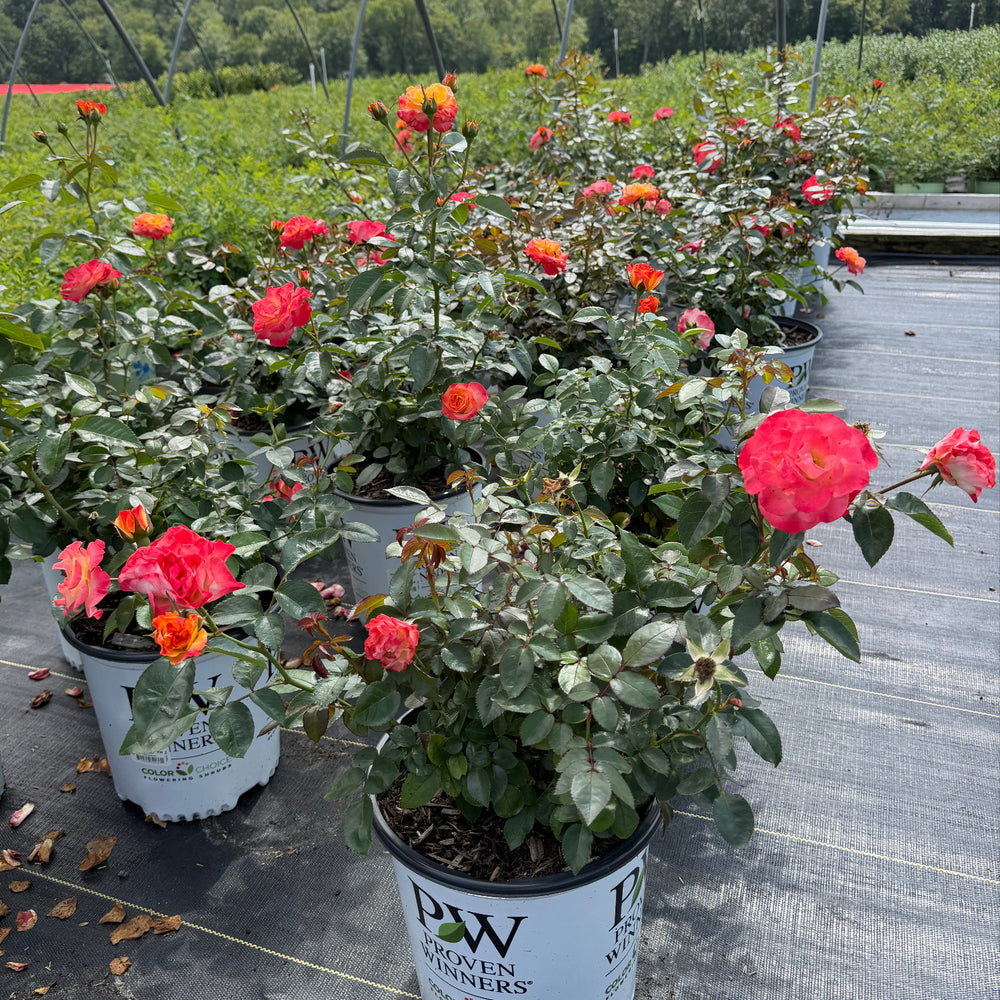 Oso Easy En Fuego Rose|Spotswood Greenery